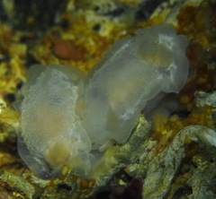 Goniodoris nodosa