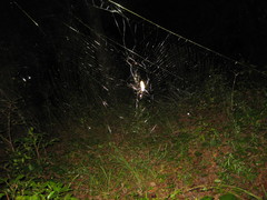 Trichonephila clavipes image