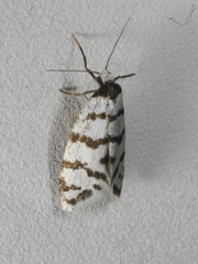 Lepidoscia cataphracta