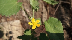 Pseudabutilon virgatum