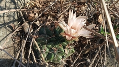 Gymnocalycium mostii