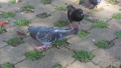 Columba livia
