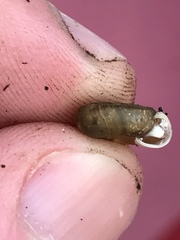 Polygyrella