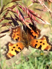 Polygonia faunus