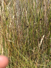 Carex harfordii