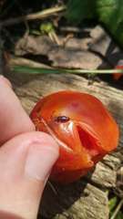 Caplothorax lugubris