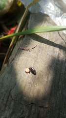 Caplothorax lugubris