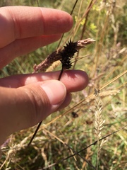 Carex harfordii