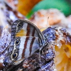 Cissia pseudoconfusa