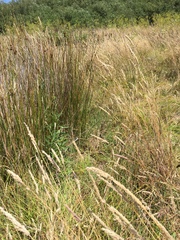 Carex harfordii