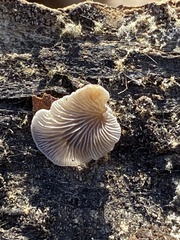 Hohenbuehelia grisea