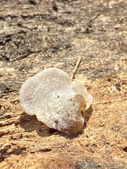 Hohenbuehelia grisea