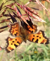 Polygonia faunus