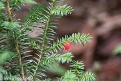 Taxus canadensis