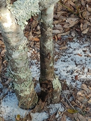 Asimina tetramera