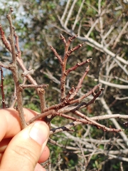 Asimina tetramera