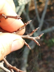 Asimina tetramera