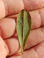 Asimina tetramera