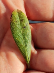 Asimina tetramera