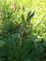 Lupinus arcticus