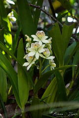 Prosthechea radiata