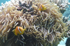 Amphiprion nigripes
