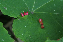 Ampelomyia conicocoricis