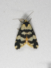 Thallarcha trissomochla