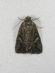 Condica macrosema
