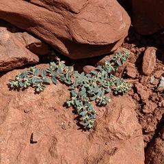 Euphorbia ocellata