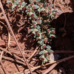 Euphorbia ocellata