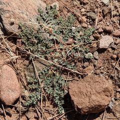 Euphorbia ocellata