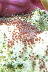 Amphiprion nigripes