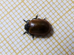Plagiodera erythroptera