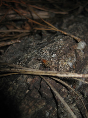 Arachnocephalini image