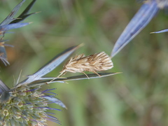 Cynaeda dentalis