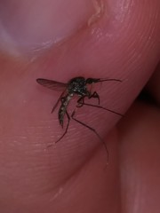 Psorophora johnstonii