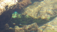 Sparisoma