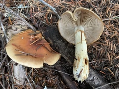 Phlegmacium