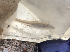 Notropis