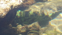 Sparisoma
