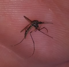 Psorophora johnstonii
