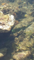 Sparisoma