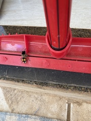 Hoplomutilla spinosa