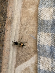 Hoplomutilla spinosa