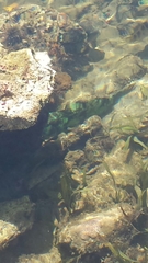 Sparisoma