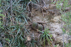 Mammillaria petrophila petrophila
