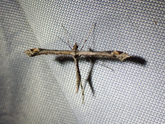 Anstenoptilia