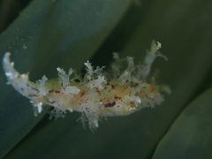 Dendronotus lacteus