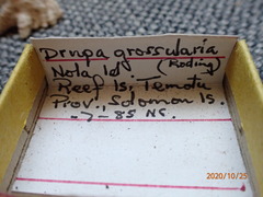 Drupina grossularia